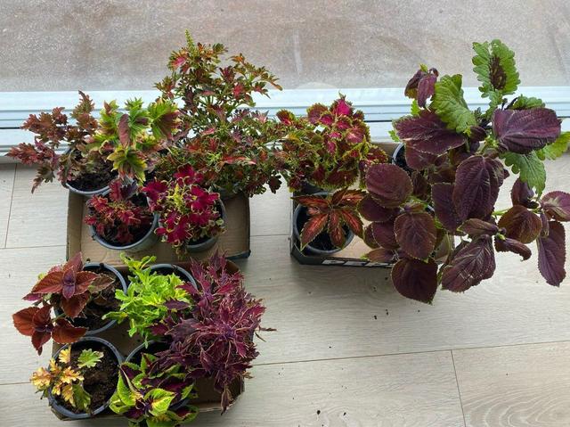 14 coleus