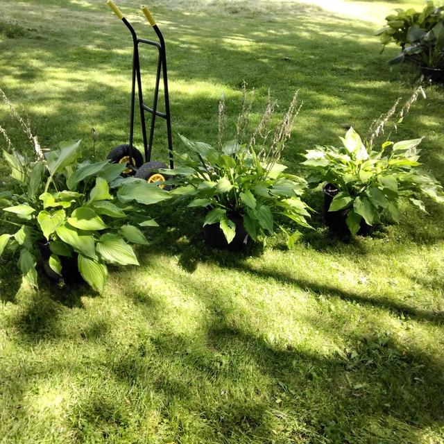 Stauder Hosta Funkia