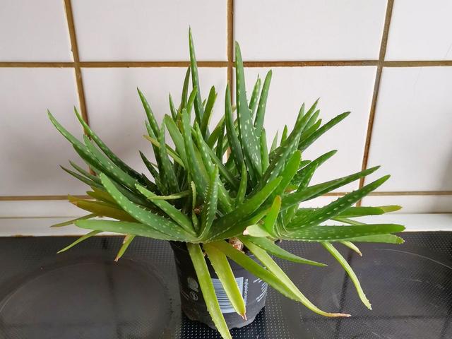 Sukkulent Aloe Vera