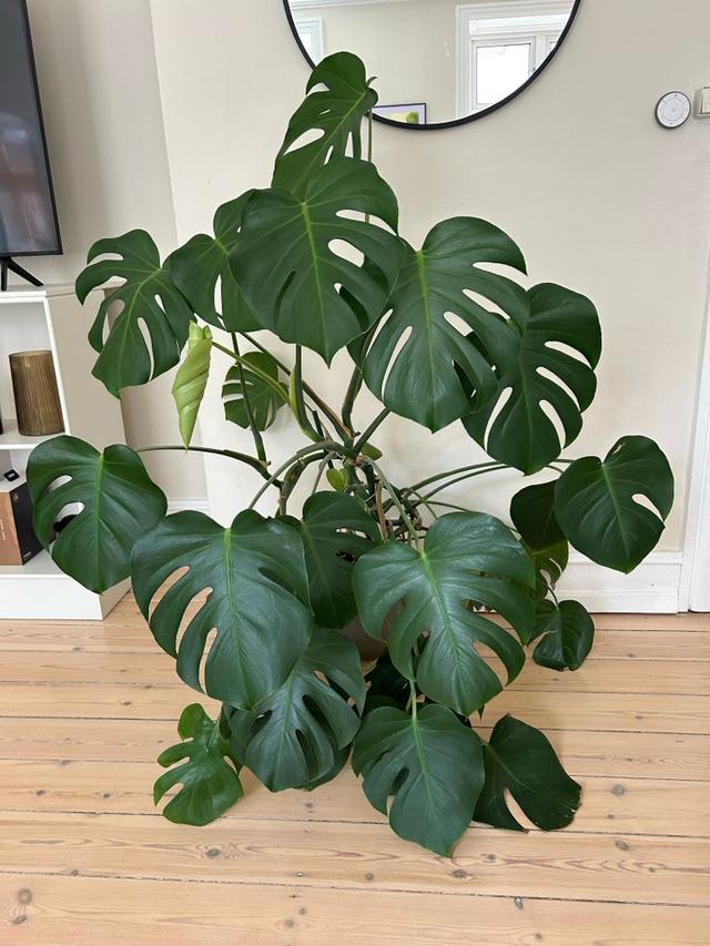 Monstera