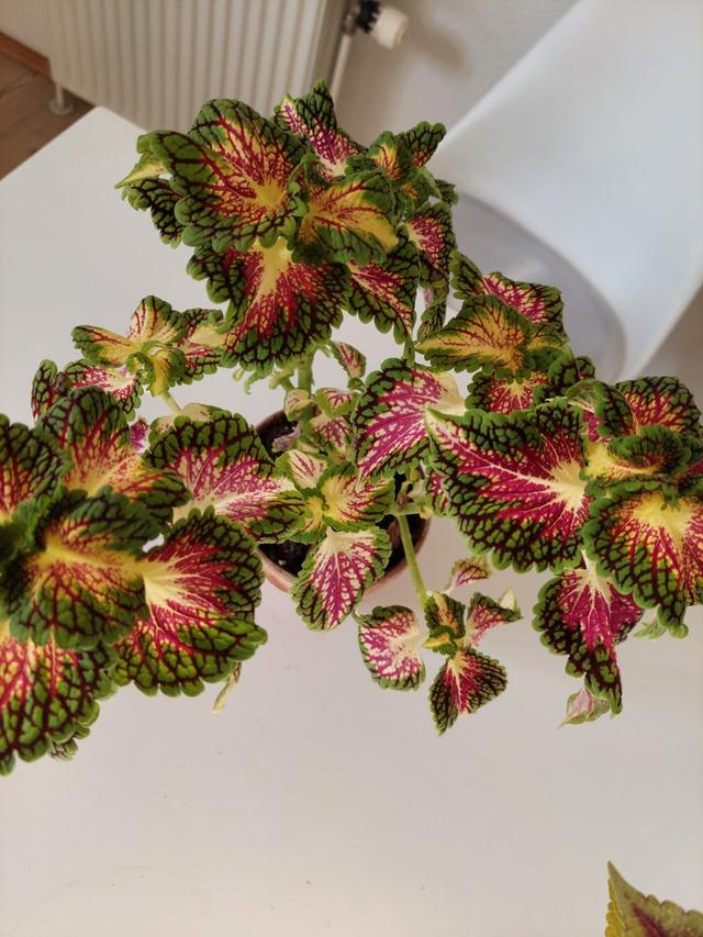 Paletblad Coleus