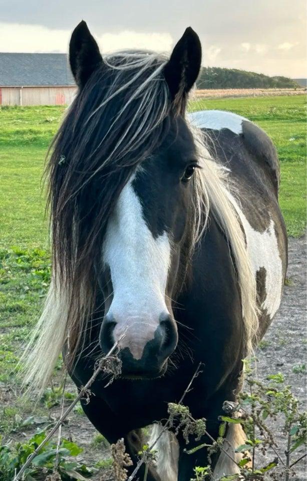 Irish Cob hoppe 3 år