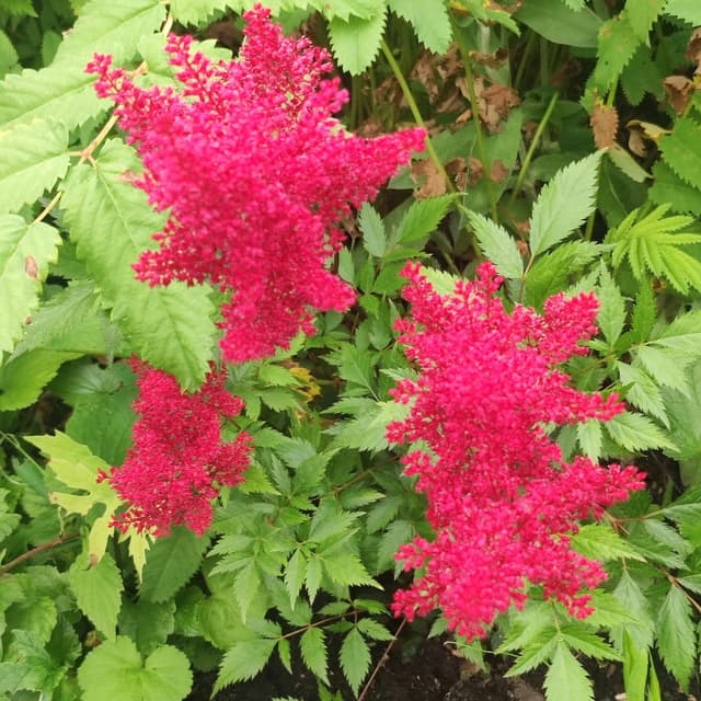 Stauder Astilbe