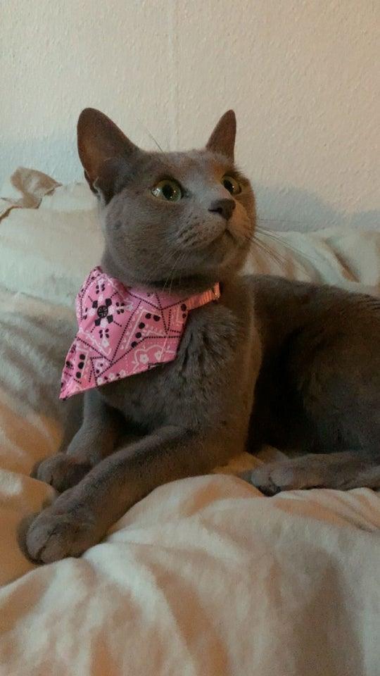 Hunkat Russian blue  4 år