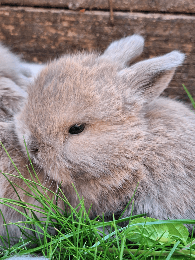 Kanin Mini lop 0 år