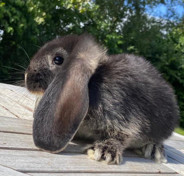 Kanin FRANSK VÆDDER HUN SORT