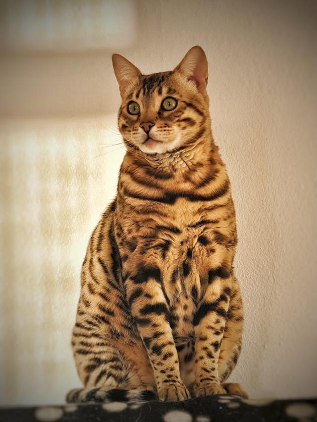 Bengal hankat 4 år