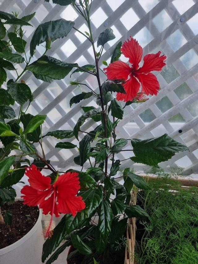 STOR PLANTA! Tropisk Hibiskus väldigt fin planta H: ca 60 cm