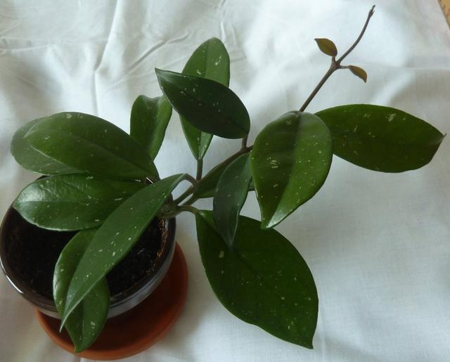 Hoya/Porslinsblomma Något vitspräckliga blad Rosa blommor Fin stickling L 23cm