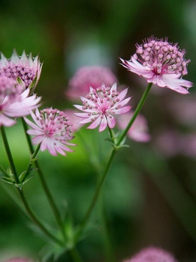 Stjärnflocka Årets Perenn 2005 2 Plantor