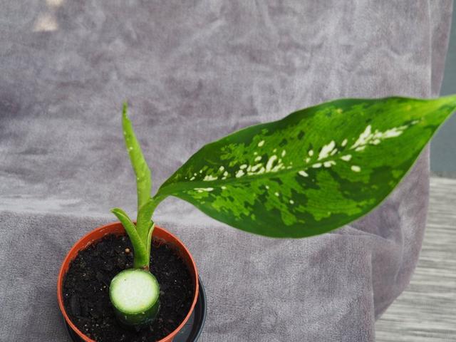 Dieffenbachia 'Crocodile' - prickblad variegata planta