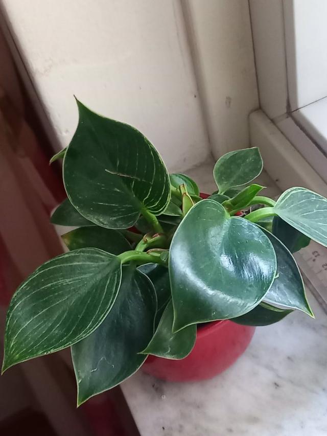 Philodendron 'White Measure'planta