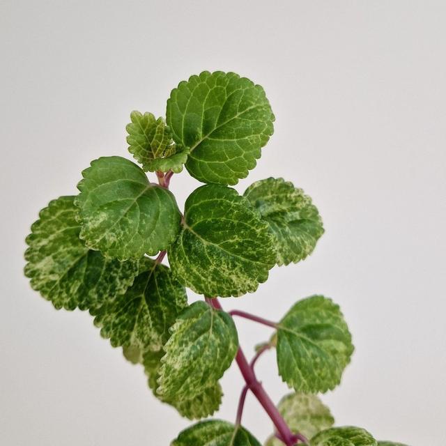 Variegerad Karlbergare (plectranthus verticillatus) stickling