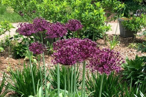 Allium 'Miami'3 lökar