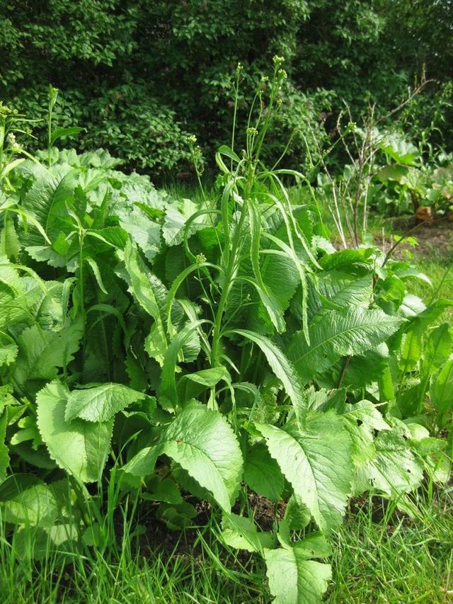 pepparrot planta ätbar lättodlad perenn