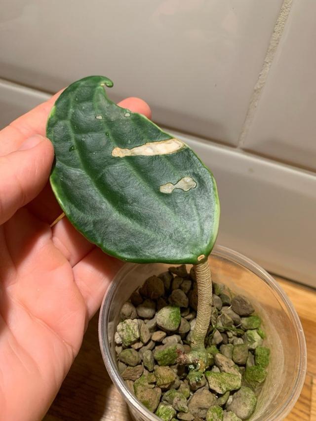 Hoya macrophylla variegata