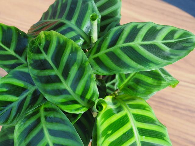 Calathea Jungle Velvet planta