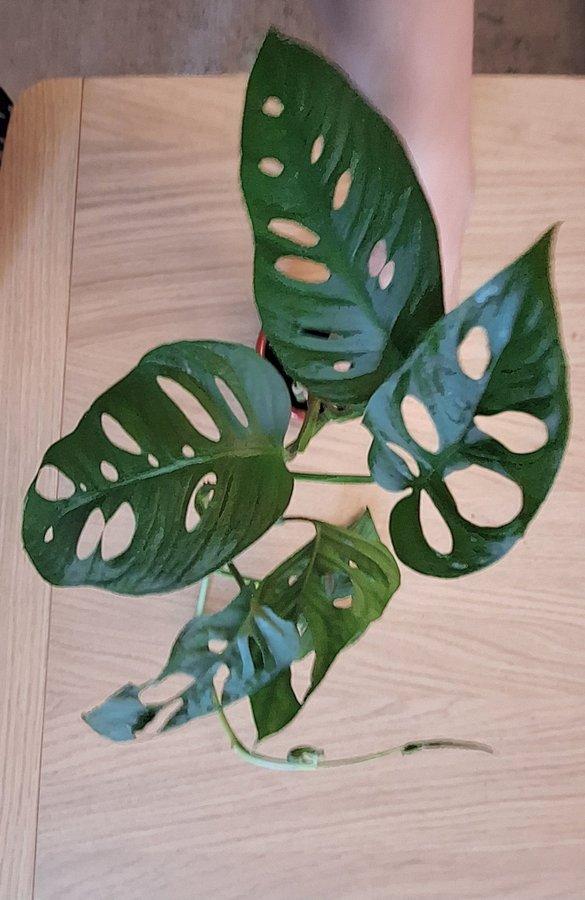 Monstera adansonii