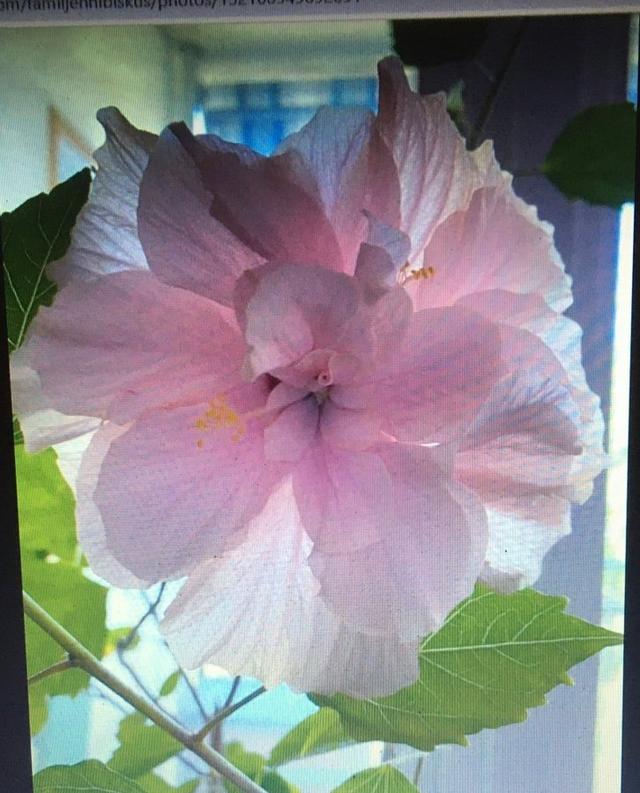 Hibiskus Ljus Laxrosa dubbel