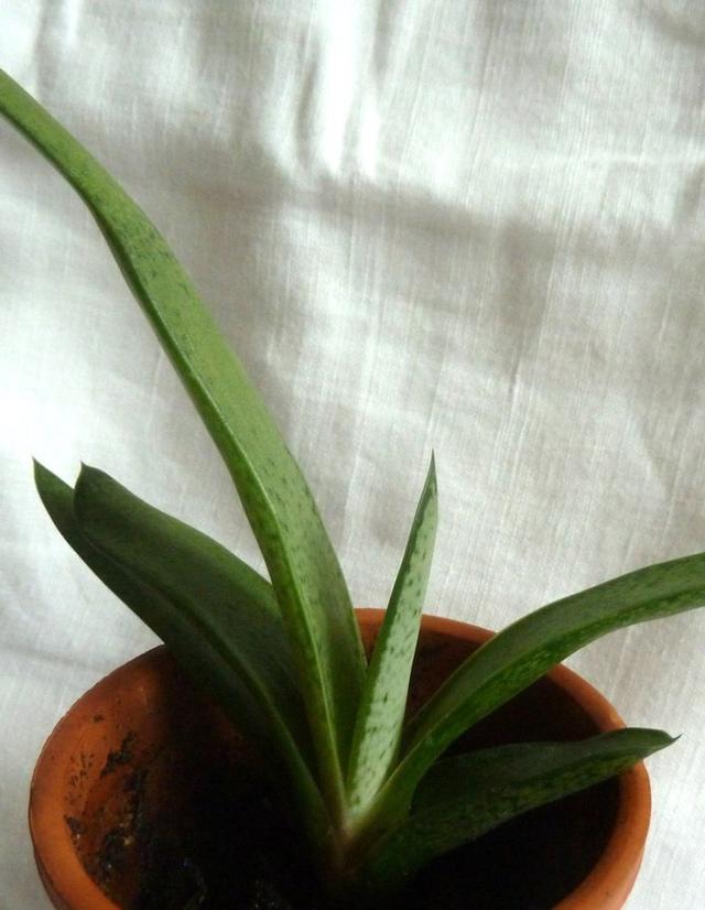 Gasteria pillansii Succulent Stickling Det längsta bladet ca 145cm