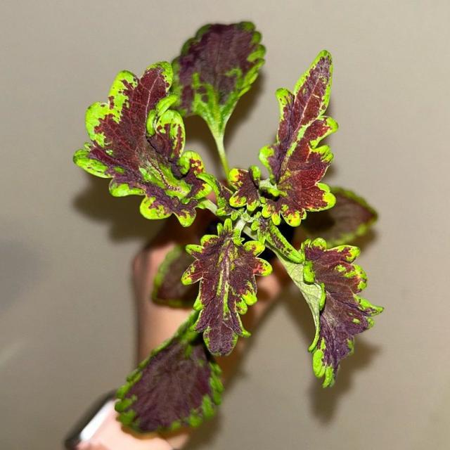 Coleus palettblad fröis efter El Brighto #45