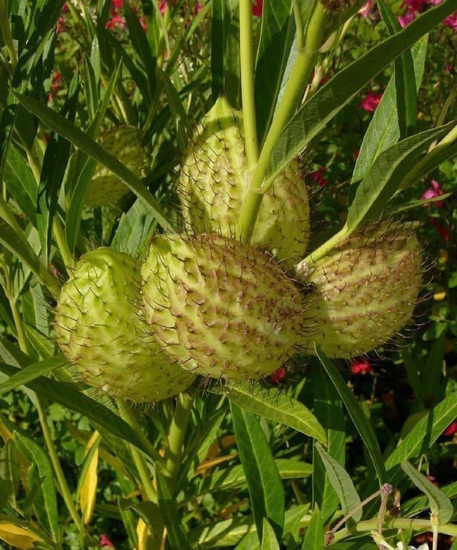 Bomullsmjölk (Gomphocarpus fruticosus) Perenn )