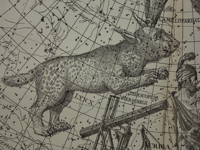 ASTRONOMI Vintage antik tryck print gammal affisch Lynx Auriga konstellatin