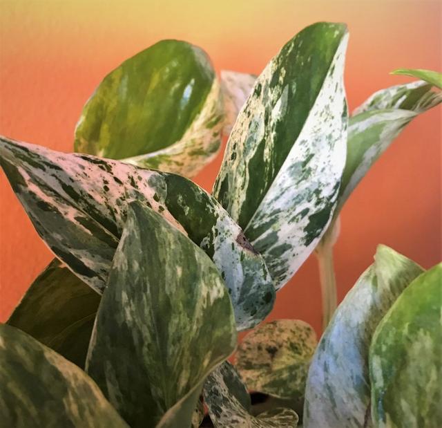 Epipremnum aureum ’Marble Queen’ sista för i år!