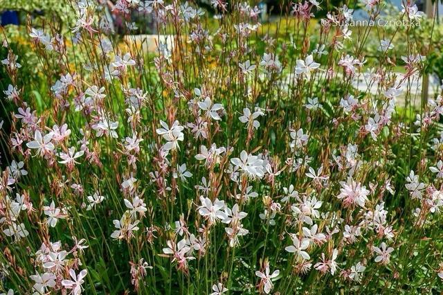 Sommarljus Gaura lindheimeri