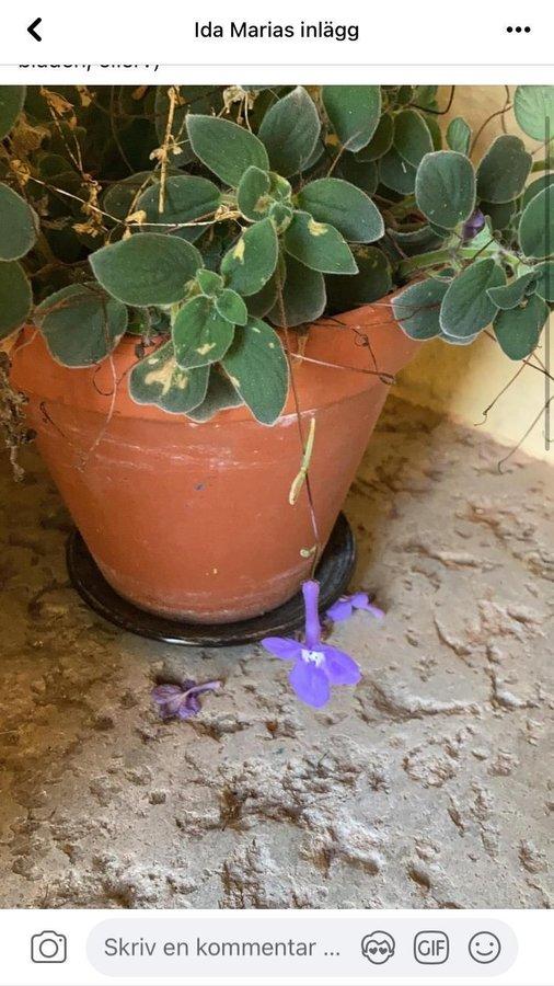 Sammetsöga Streptocarpus