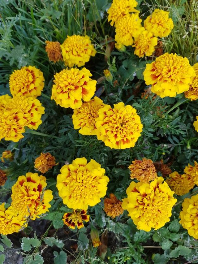 Tagetes